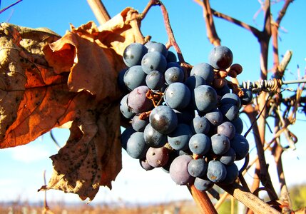 Grape blue ripe fruit