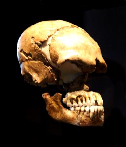 Le Moustier skull in Neues Museum Berlin