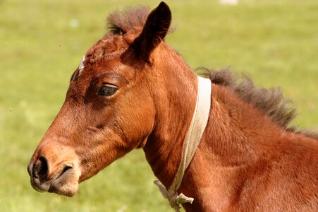 Brown equine camp