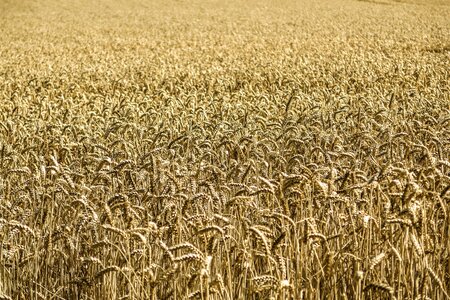 Field farm agriculture