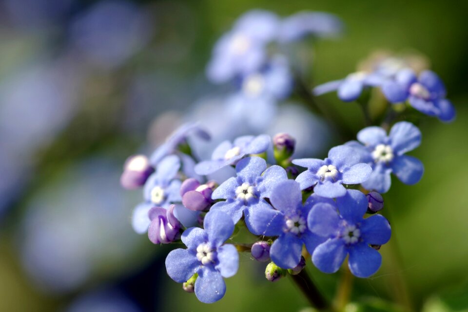 Garden colored flowers