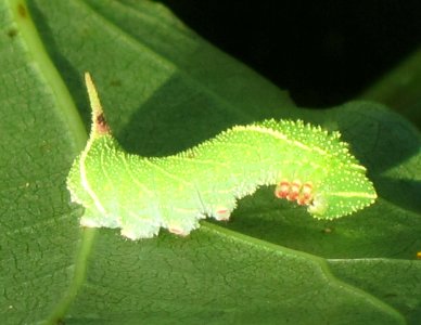 Laothoe populi (Poplar Hawk moth) caterpillar, Arnhem, the Netherlands