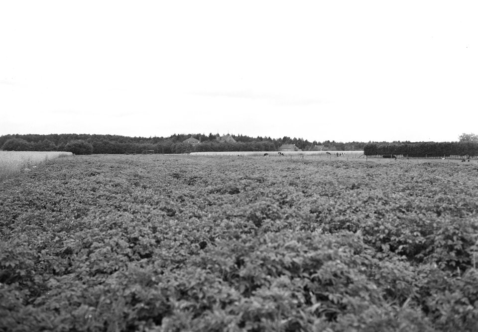 Landschappen , De Rips, Bestanddeelnr 192-1166