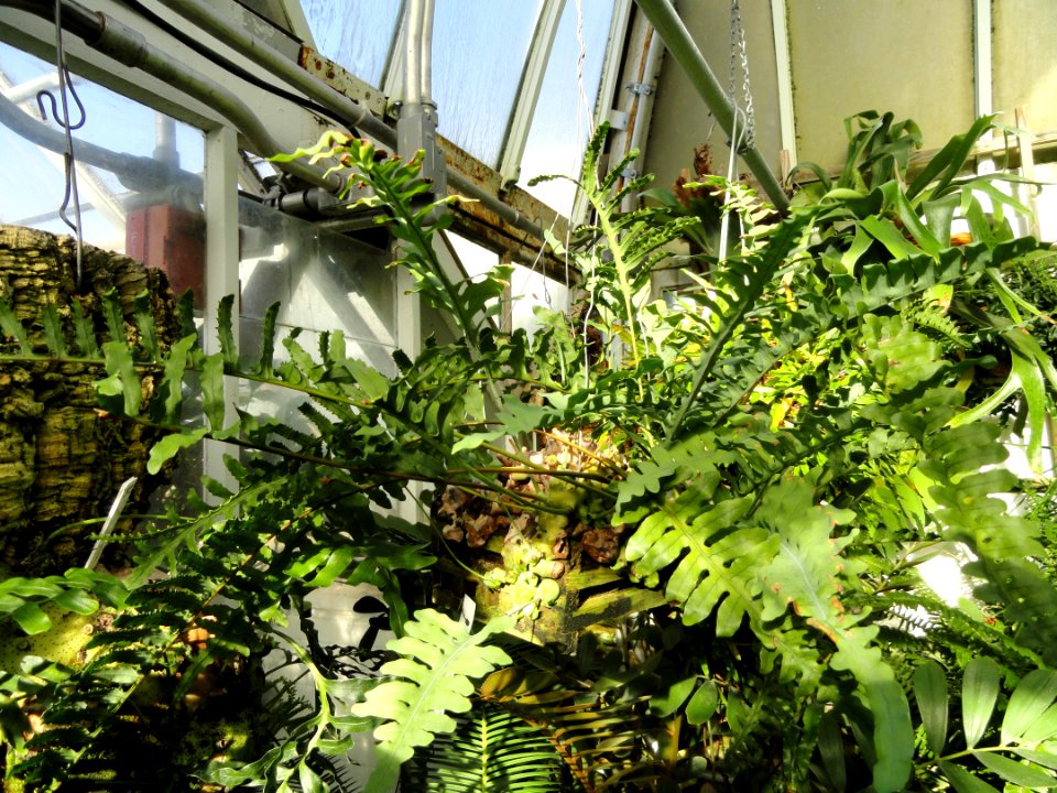 Lecanopteris curtisii - Lyman Plant House, Smith College - DSC04267