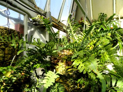 Lecanopteris curtisii - Lyman Plant House, Smith College - DSC04267