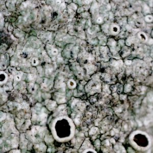Lecanora allophana 91806190