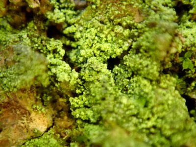 Lecania croatica 29921526