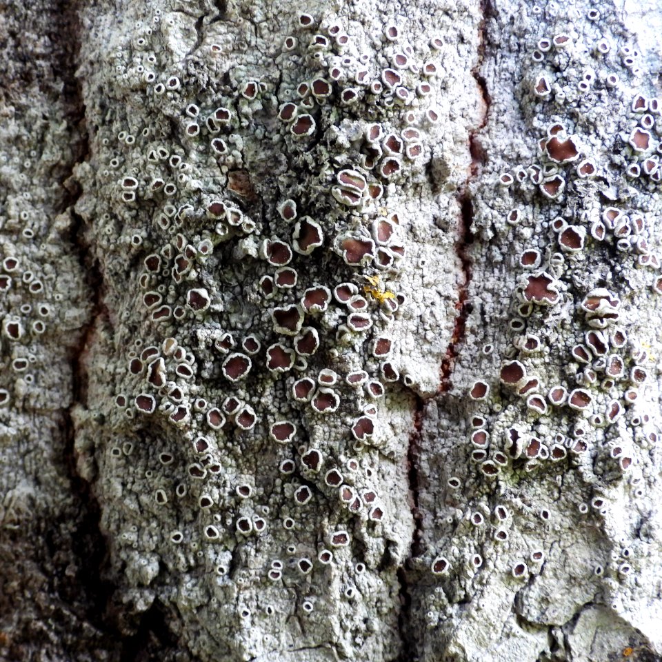 Lecanora allophana 91806175