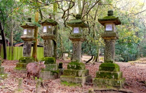 Lanterns - Nara Park - Nara, Japan - DSC07493