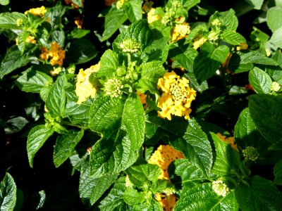 Lantana camara serres du Luxembourg