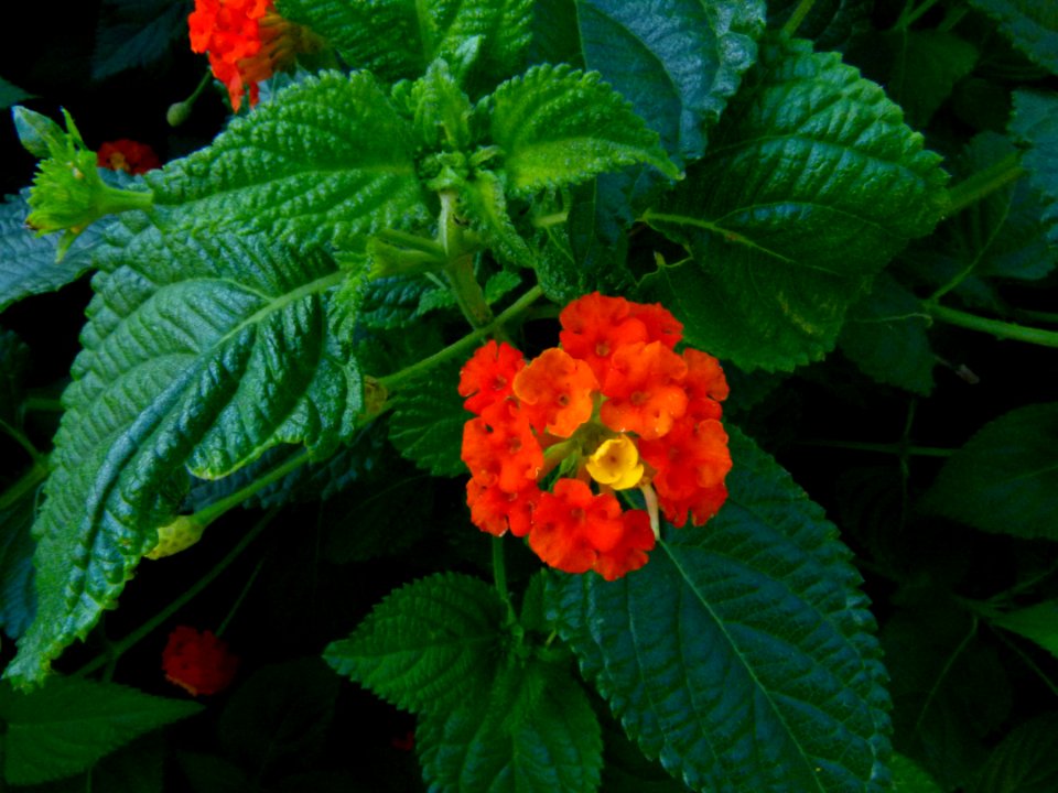 Lantana camara - serres du Luxembourg