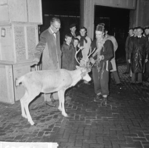 Laplandse rendierenherder Nids Fjaelgren op Schiphol me 20 rendieren uit Zweden , Bestanddeelnr 914-2963