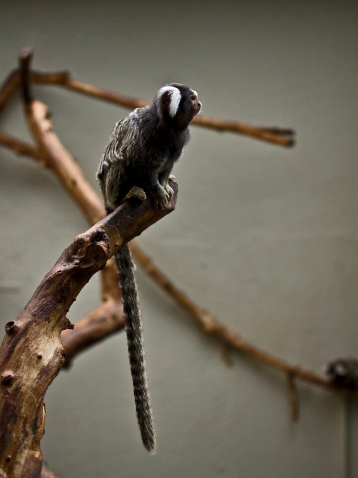 Caught animal tiergarten