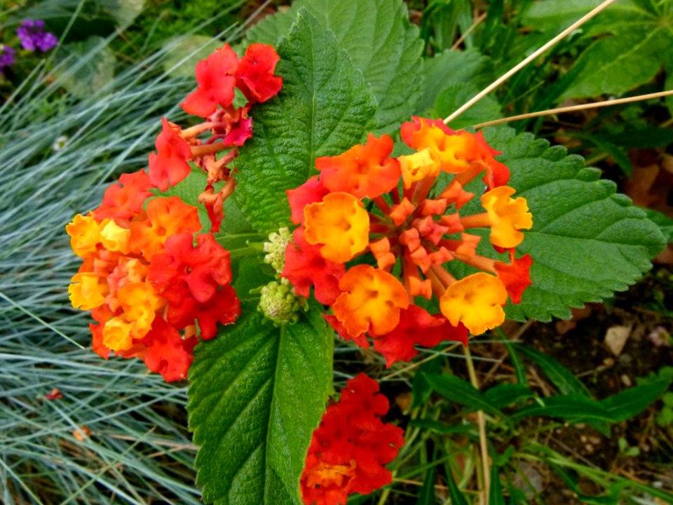 Lantana camara - Jardin Agronomique Tropical