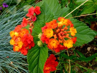 Lantana camara - Jardin Agronomique Tropical