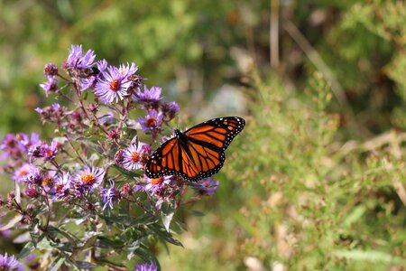 Insect monarch butterfly new england aster photo