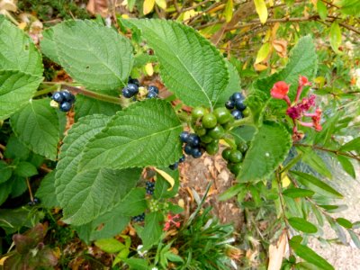 Lantana camara - Jardin Agronomique Tropical 4