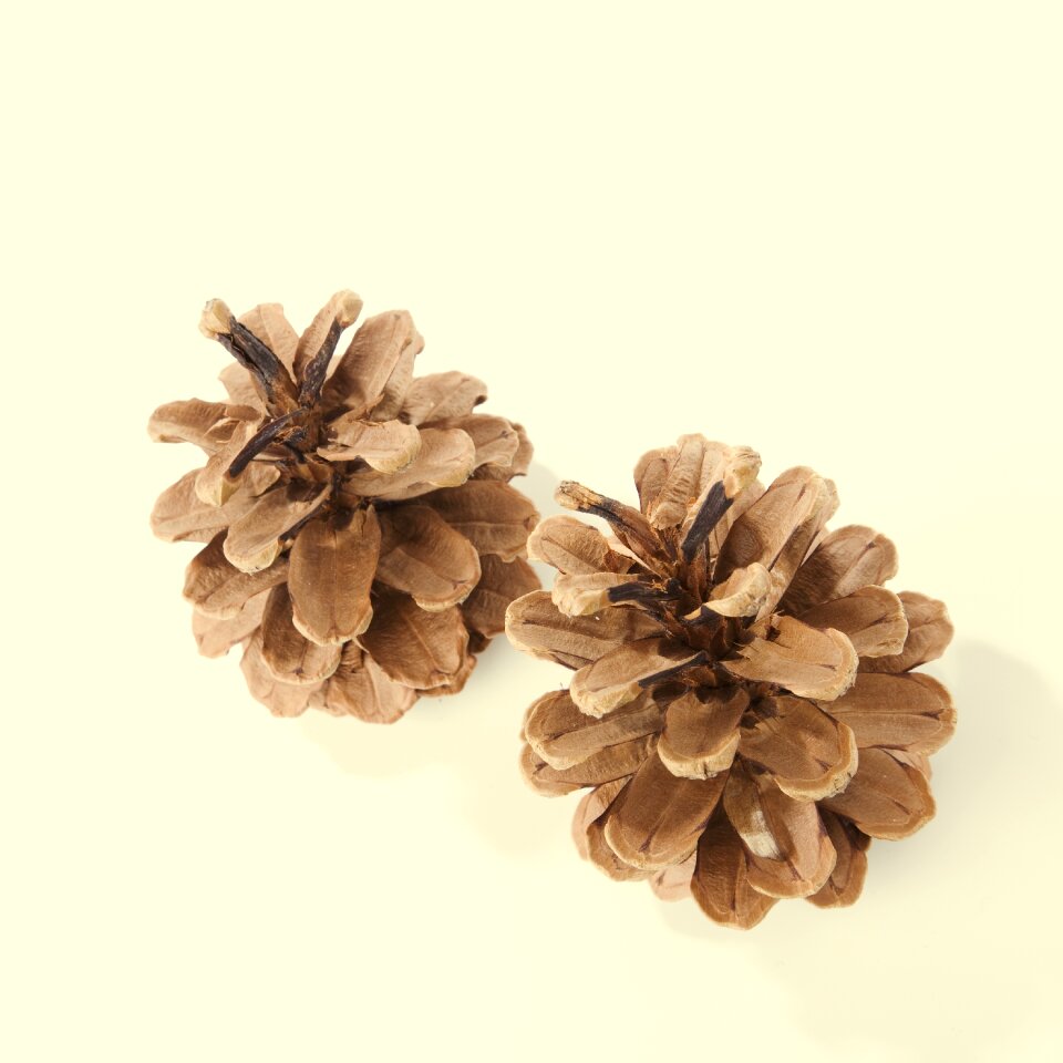 Pine cones christmas scale photo