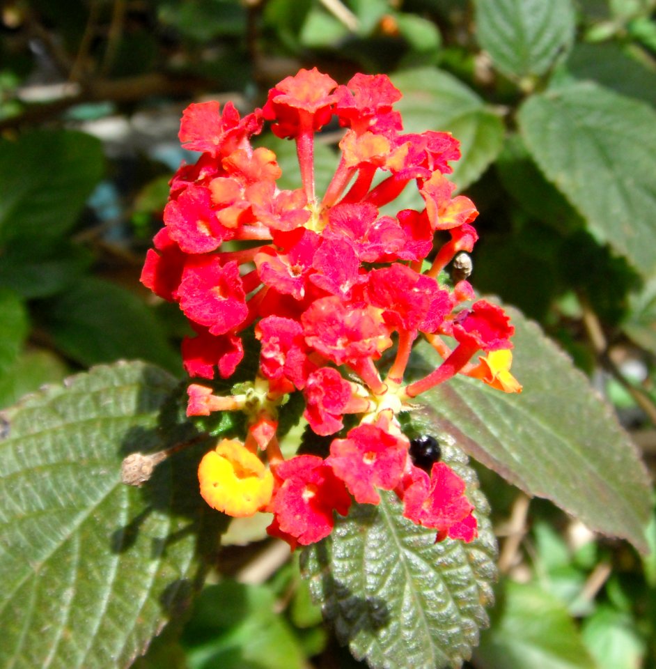 Lantana camara in Adelaide