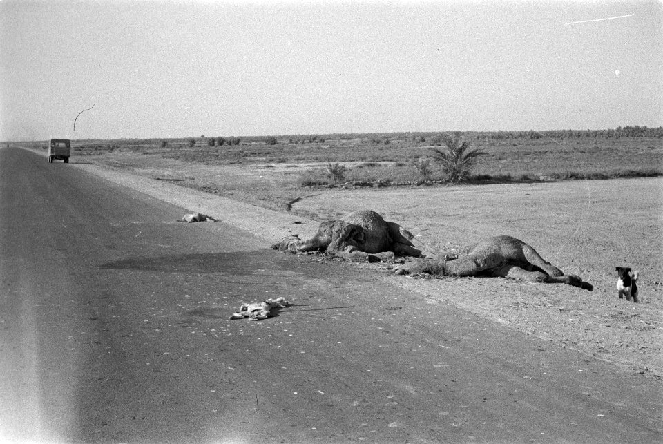 Landschappen, dode dieren, droogte, Bestanddeelnr 251-3345