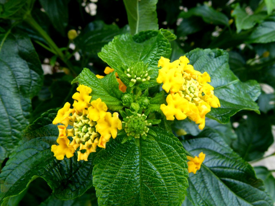 Lantana camara serres du jardin du Luxembourg