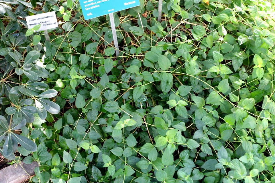 Lantana montevidensis - Bergianska trädgården - Stockholm, Sweden - DSC00324