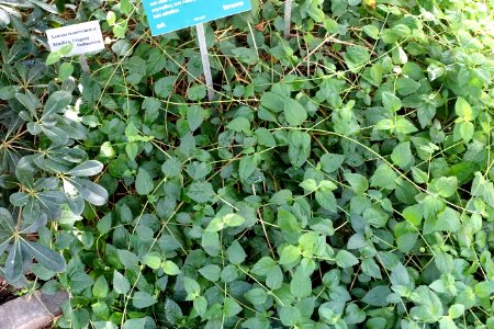Lantana montevidensis - Bergianska trädgården - Stockholm, Sweden - DSC00324