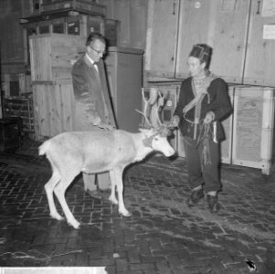 Laplandse rendierenherder Nids Fjaelgren op Schiphol me 20 rendieren uit Zweden , Bestanddeelnr 914-2962