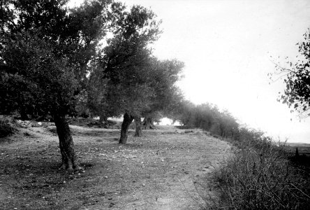 Lapitos. Grävningsplatsen i Ajia Anastasia - SMVK - C00813