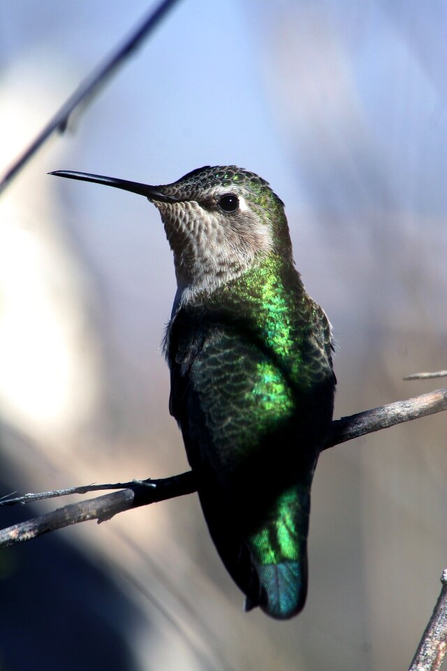 Close up wildlife nature