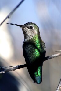 Close up wildlife nature photo