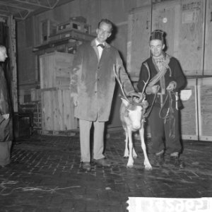 Laplandse rendierenherder Nids Fjaelgren op Schiphol me 20 rendieren uit Zweden , Bestanddeelnr 914-2965