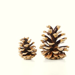 Pine cones christmas scale photo