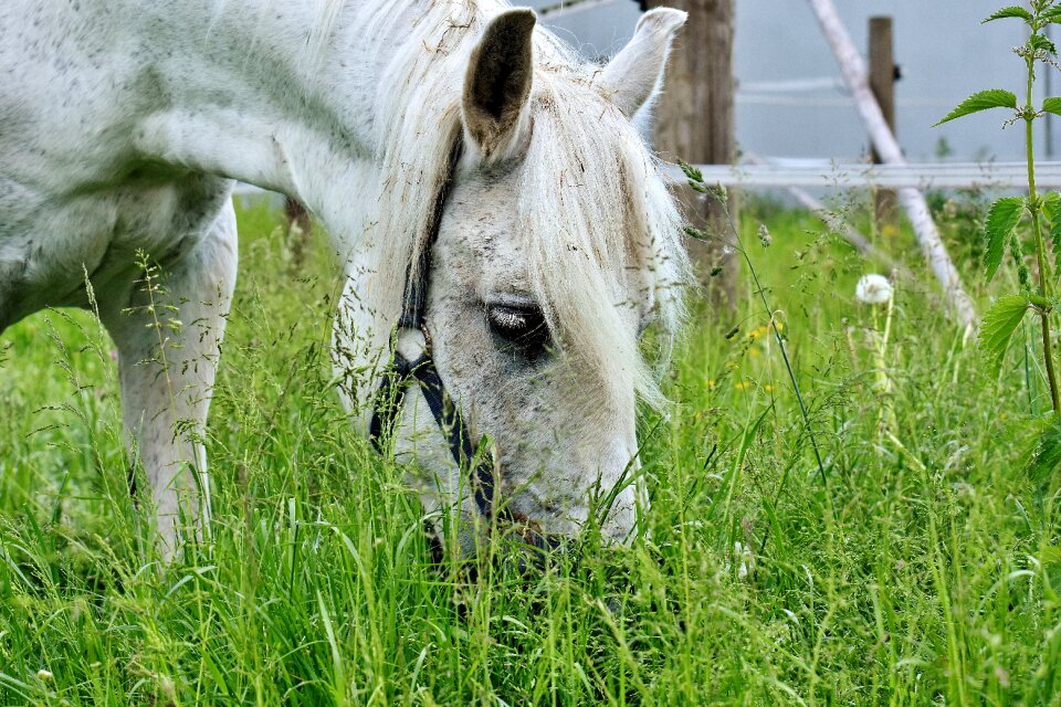 Pasture animal coupling