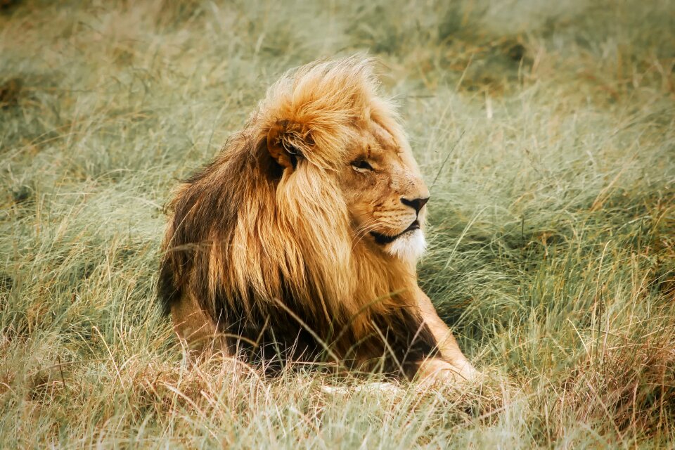 Africa safari predator