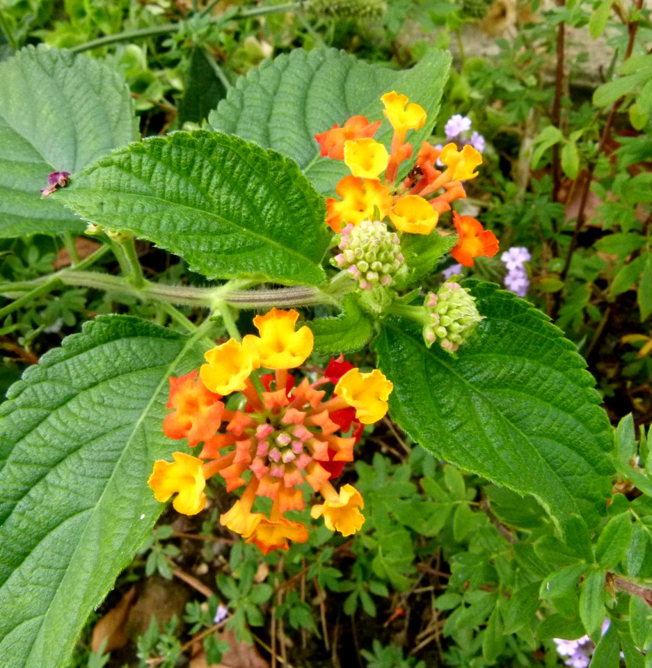 Lantana camara - Jardin Agronomique Tropical 2