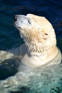 Swim predator bear