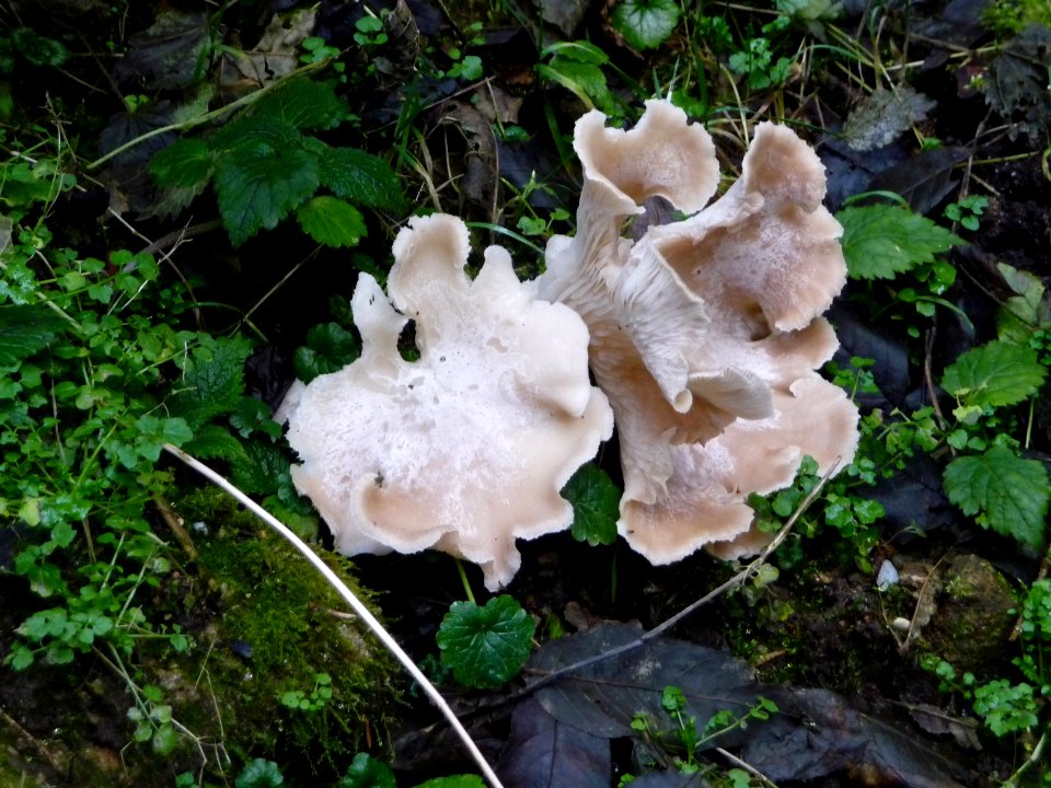 Lappiger Grosspilz