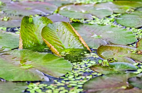 Idyll still water pond