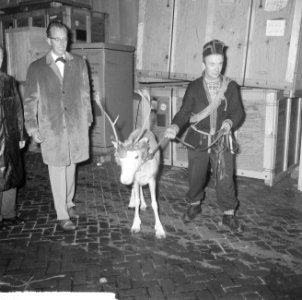 Laplandse rendierenherder Nids Fjaelgren op Schiphol me 20 rendieren uit Zweden , Bestanddeelnr 914-2964