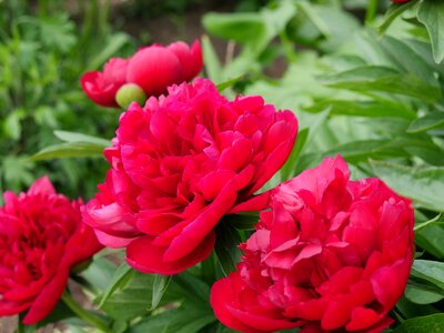 Garden macro photography closeup