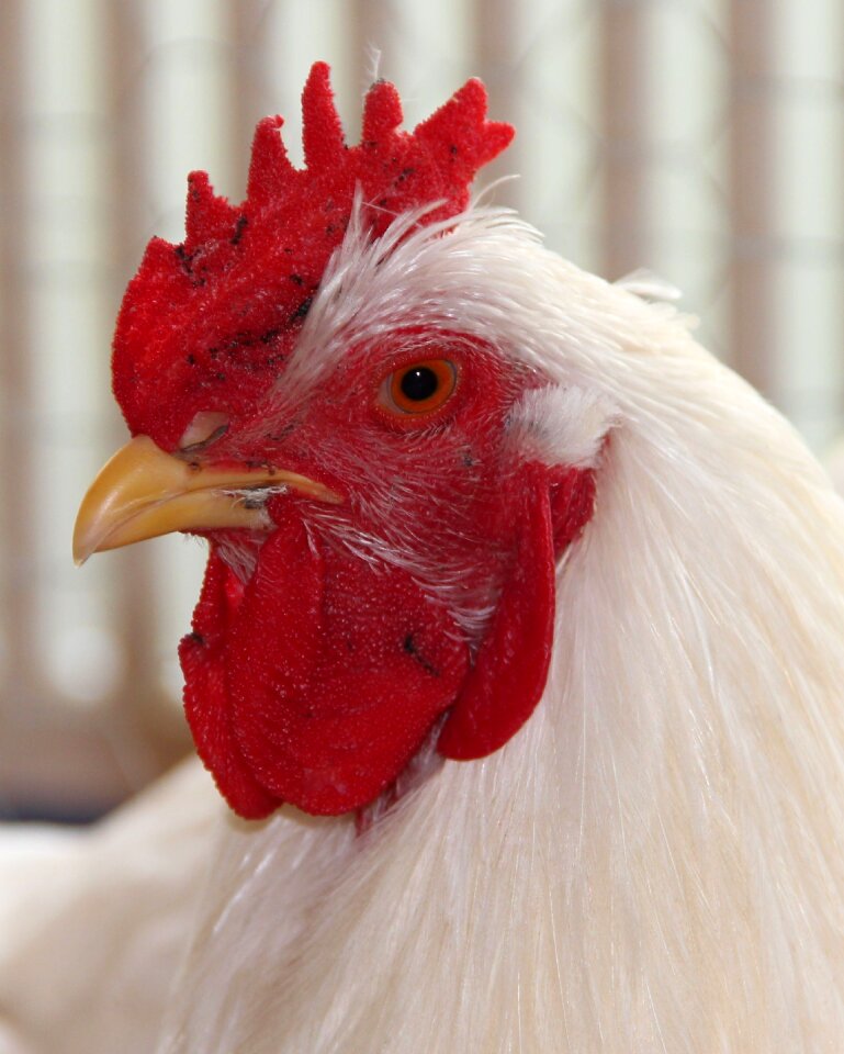 Chicken breed italians white