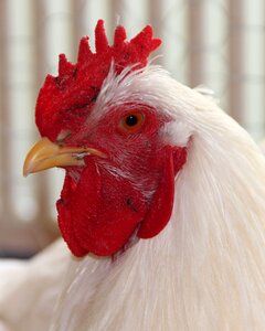 Chicken breed italians white