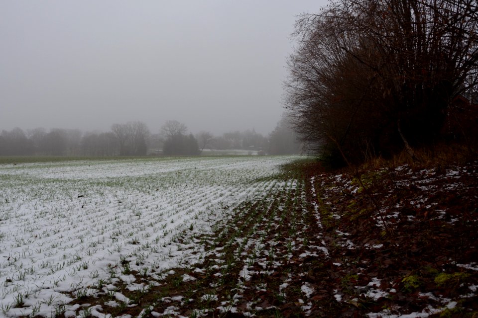 Langebrück bei Dresden - Feld mit Schnee und Gebüsch im Nebel