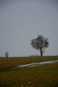 Langebrück bei Dresden - Linde neblig