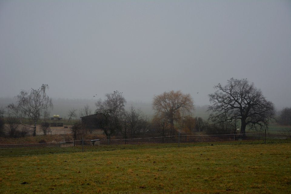 Langebrück bei Dresden - Brauteich bei Nebel