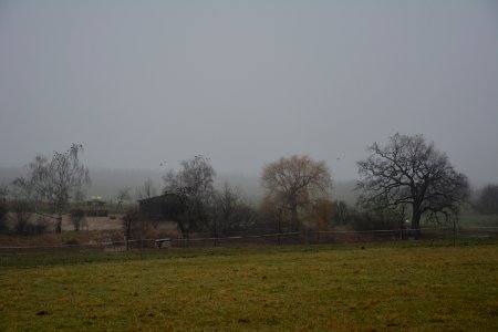 Langebrück bei Dresden - Brauteich bei Nebel