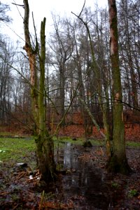 Langebrück bei Dresden - Morast oberhalb Sauerbuschteich (2)