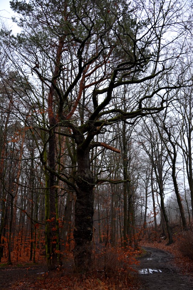 Langebrück bei Dresden - Sauerbuschweg mit alter Eiche
