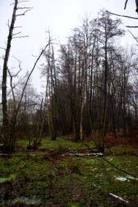 Langebrück bei Dresden - Morast oberhalb Sauerbuschteich